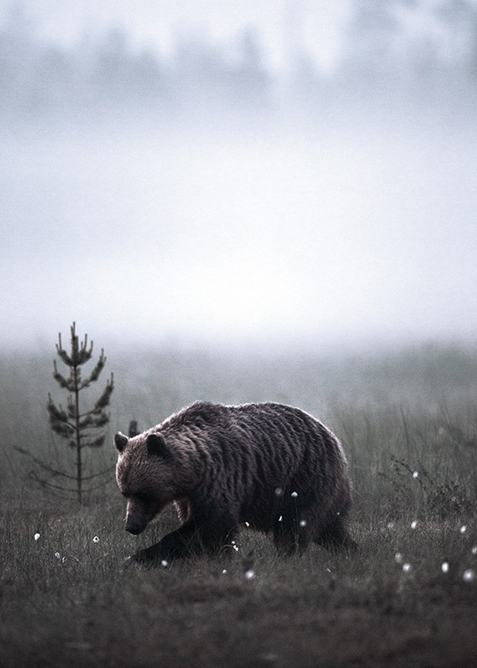 Meadow Bear Juliste