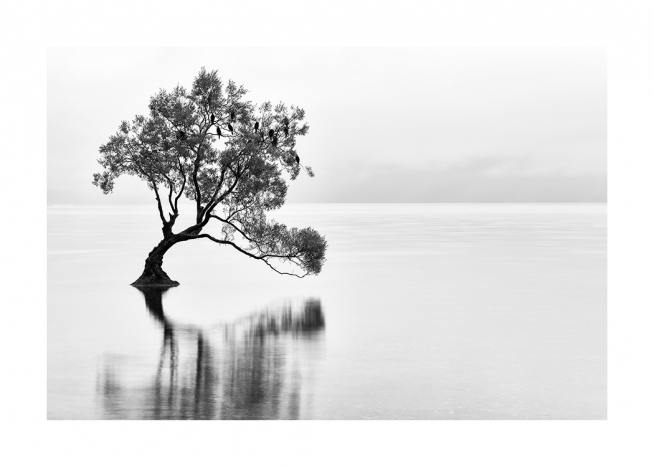 Lonely Wanaka Tree Juliste