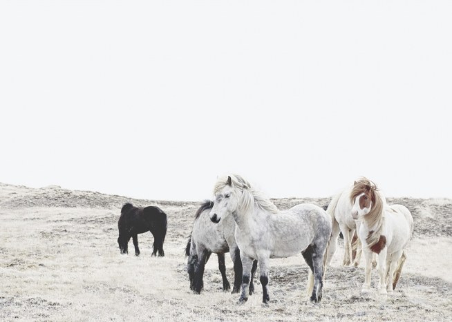Wild and Free Horses Juliste