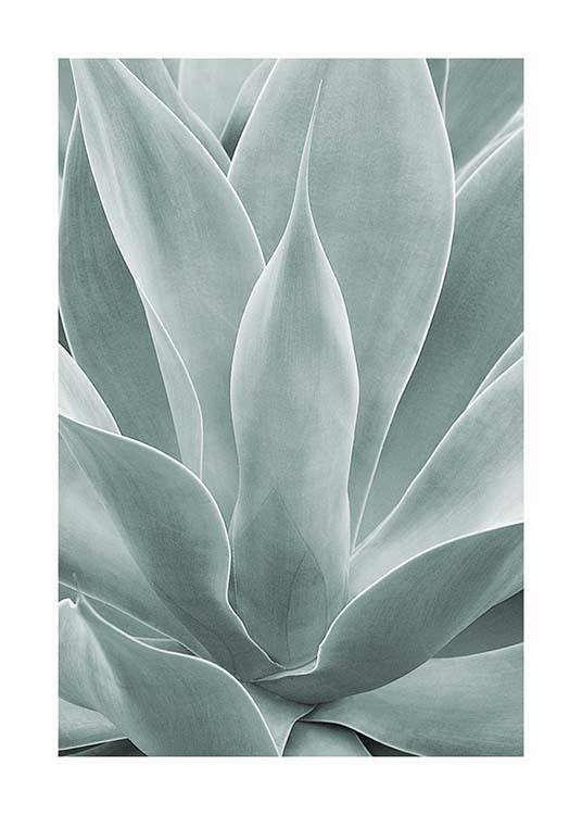 Agave Leaves No1 Juliste