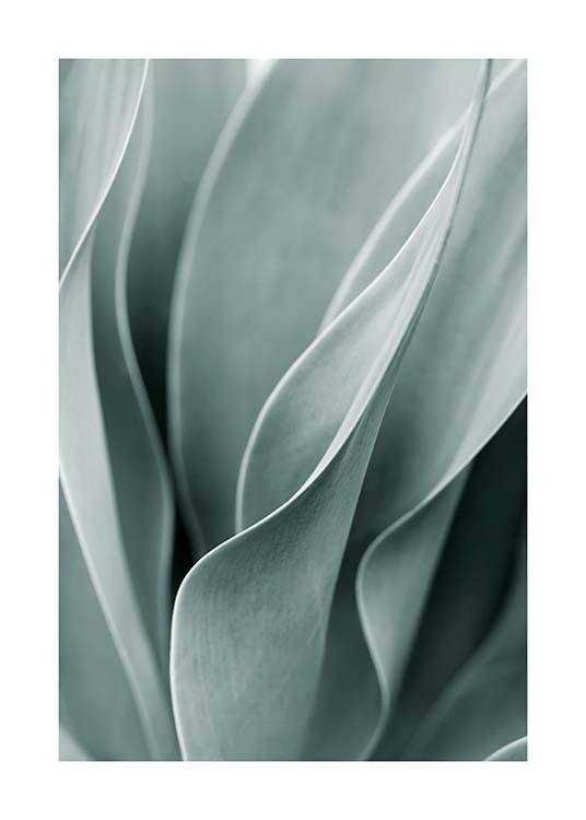 Agave Leaves No3 Juliste