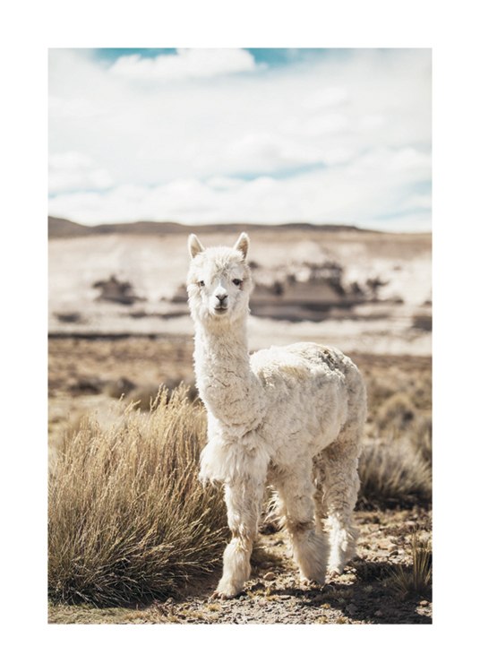 Curious Alpaca Juliste / Valokuvat Osoitteessa Desenio ab (11670)