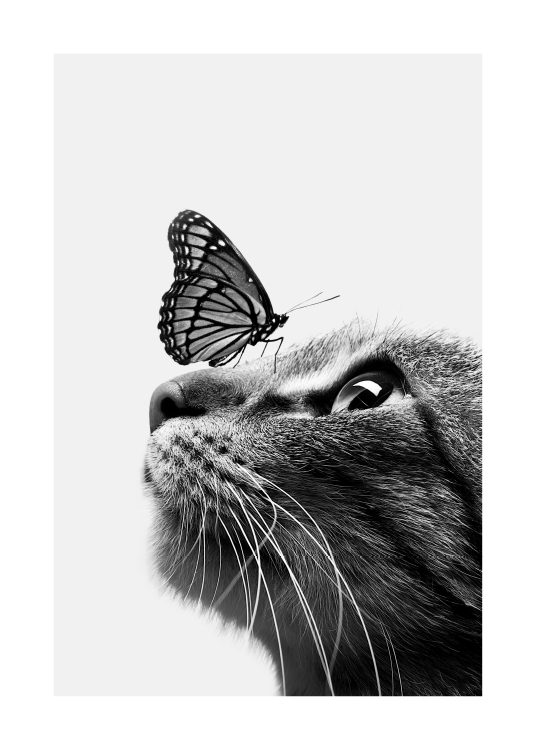 Butterfly Cat Juliste