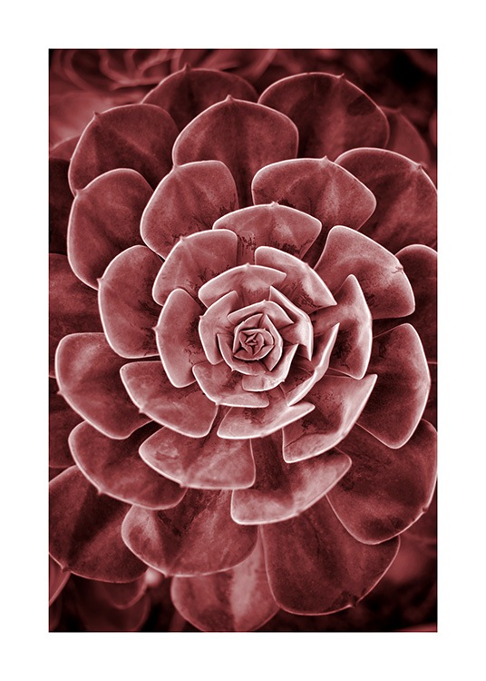 Red Succulent No2 Juliste