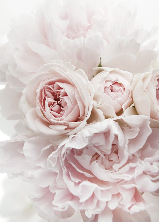  – Valokuva vaaleanpunaisesta pioni – ja ruusukimpusta