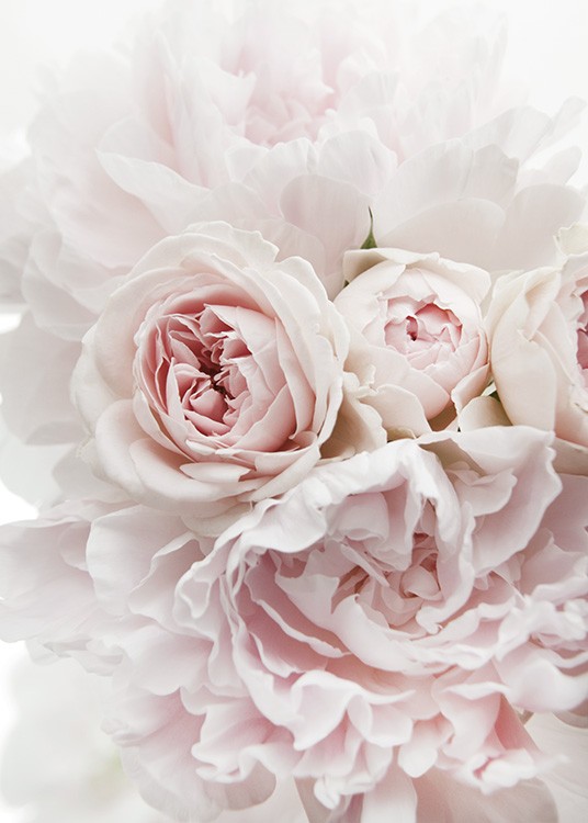 Peonies and Roses Juliste