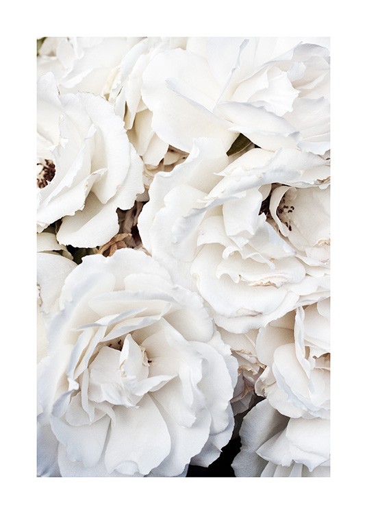  – Valokuva suurista, valkoisista ruusuista kimpussa
