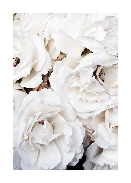 White Roses Juliste
