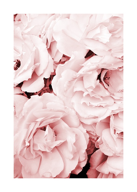 Close Up Pink Roses Juliste / Valokuvat Osoitteessa Desenio ab (11793)