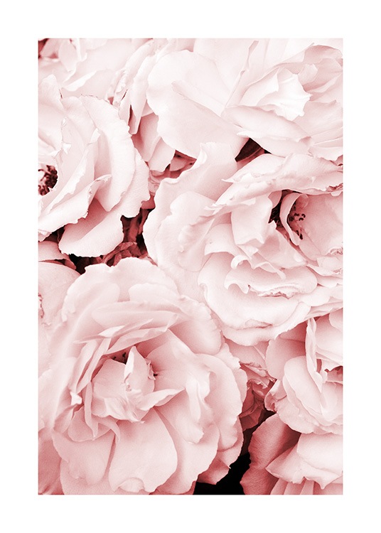 Close Up Pink Roses Juliste