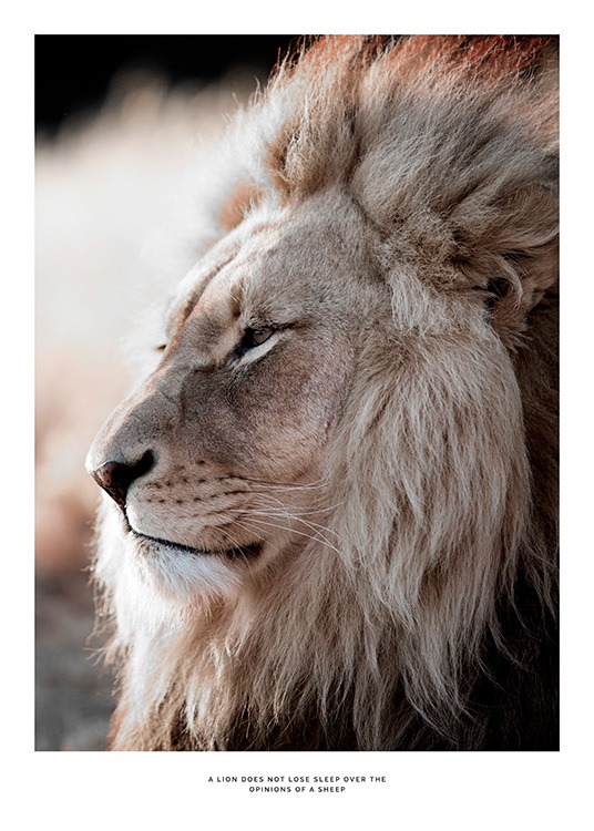 African Lion Juliste / Valokuvat Osoitteessa Desenio ab (11857)