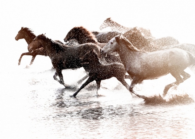 –Juliste vedessä juoksevista hevosista.
