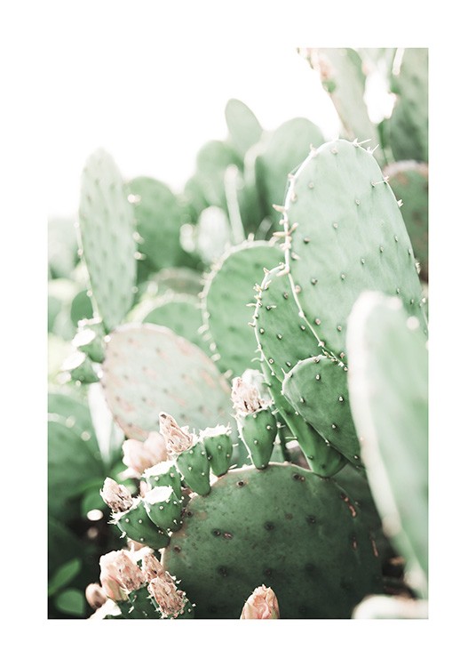 Prickly Pear Cactus Juliste