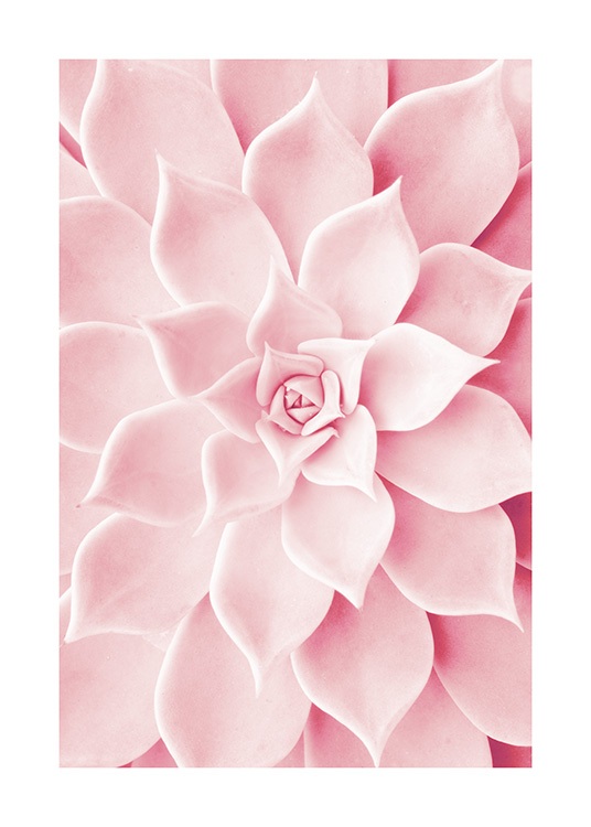 Pink Succulent Juliste