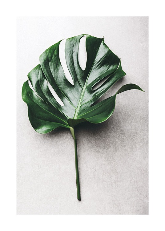 Green Monstera Leaf No1 Juliste