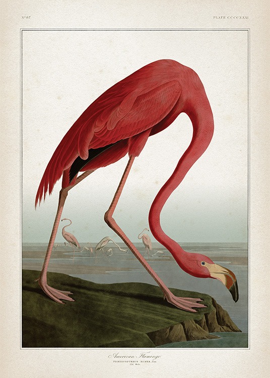American Flamingo Juliste