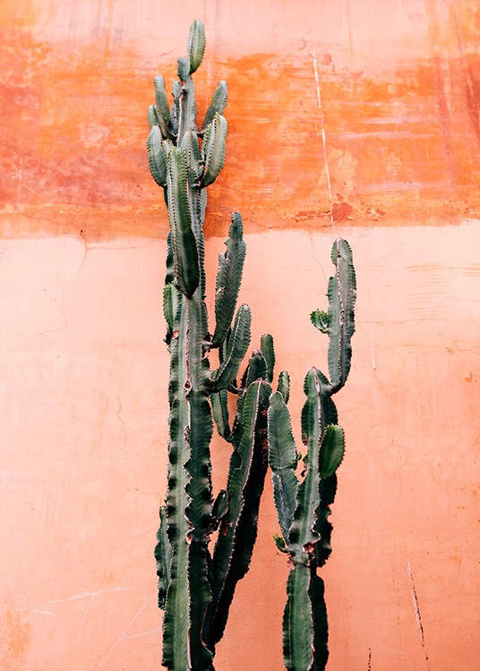 Orange Cactus Wall Juliste