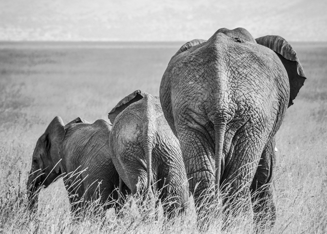 Elephant Family Juliste