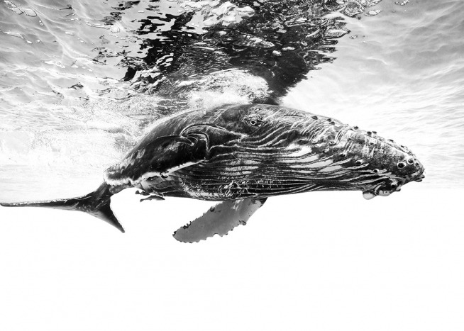 Humpback Whale B&W Juliste