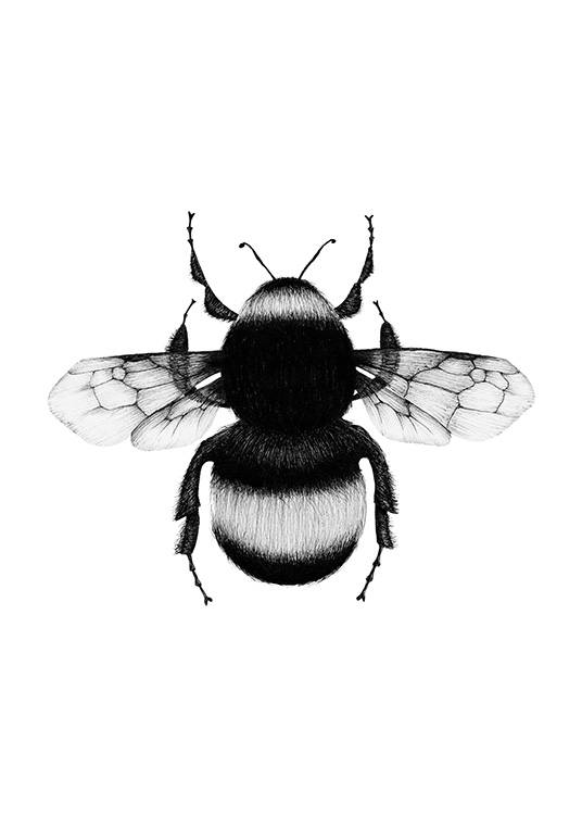 Bumblebee Drawing Juliste / Mustavalkoiset Osoitteessa Desenio ab (12309)