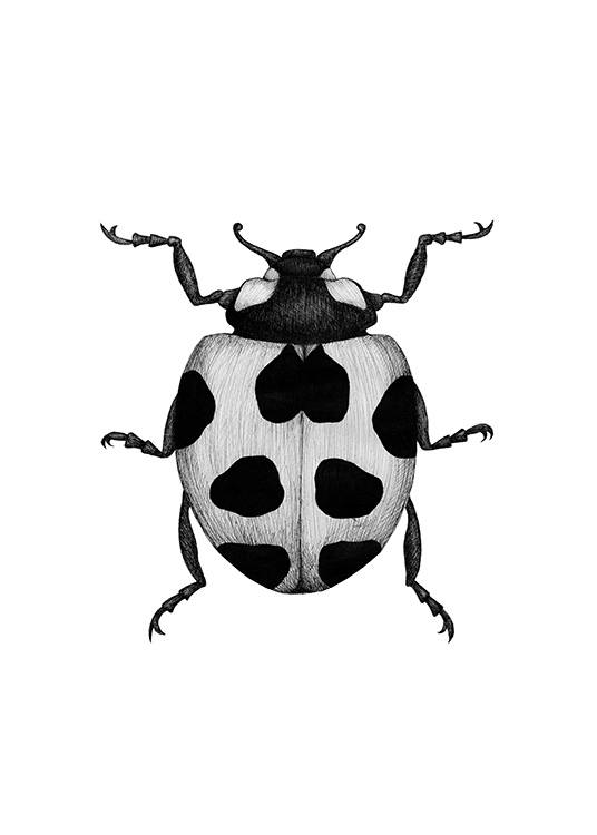 Ladybird Drawing Juliste