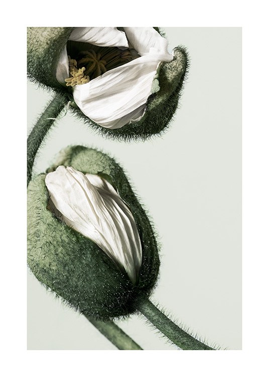 White Poppy Buds Juliste / Valokuvat Osoitteessa Desenio ab (12320)