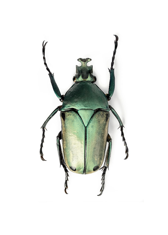 Green Insect Juliste / Valokuvat Osoitteessa Desenio ab (12407)