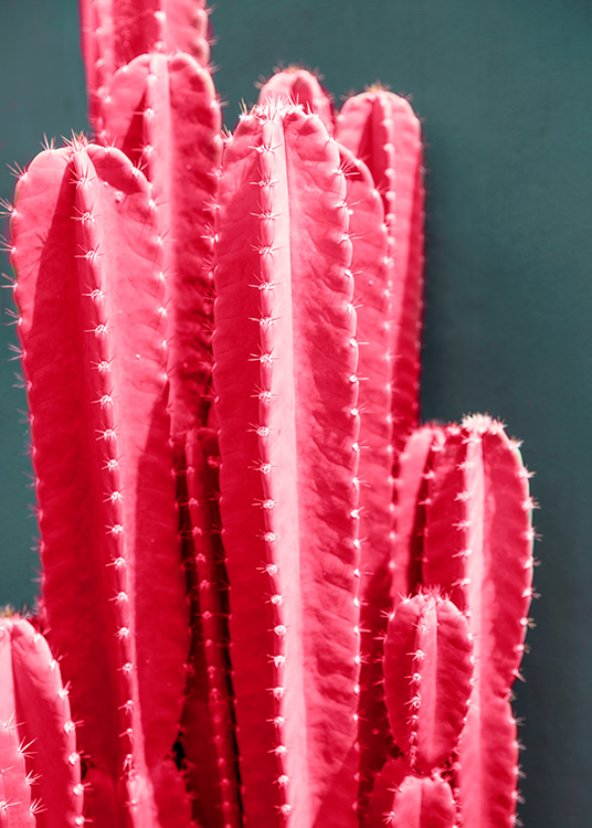 Hot Pink Cactus Juliste