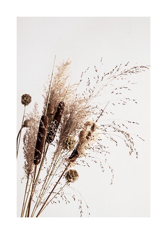 Dry Reeds No1 Juliste / Valokuvat Osoitteessa Desenio ab (12419)