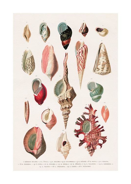 Vintage Seashells No1 Juliste