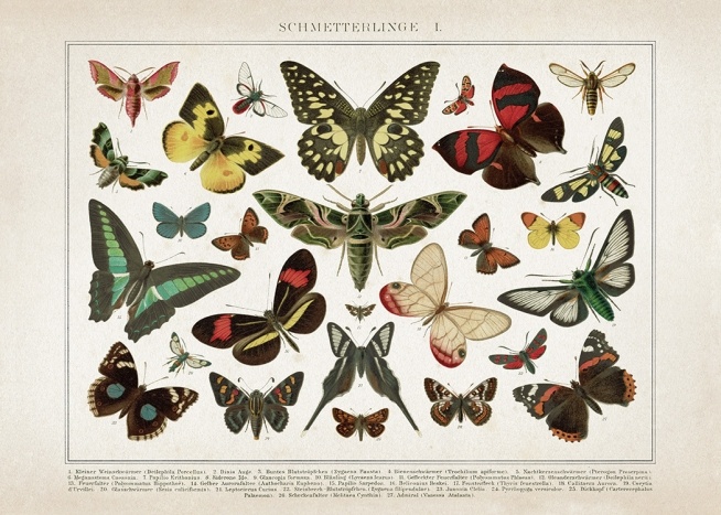 Vintage Butterflies No1 Juliste