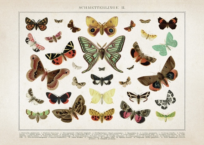 Vintage Butterflies No2 Juliste / Vintage Osoitteessa Desenio ab (12554)