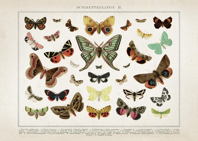 Vintage Butterflies No2 Juliste