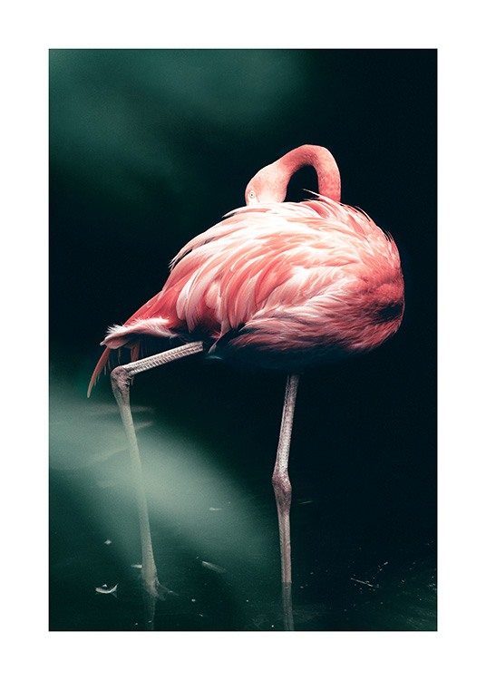 Wild Flamingo Juliste / Valokuvat Osoitteessa Desenio ab (12566)