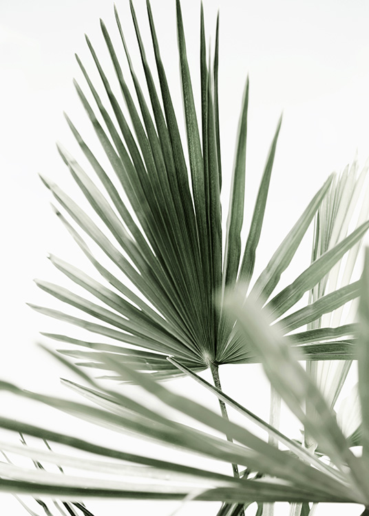 Tropic Palm Juliste / Valokuvat Osoitteessa Desenio ab (12568)