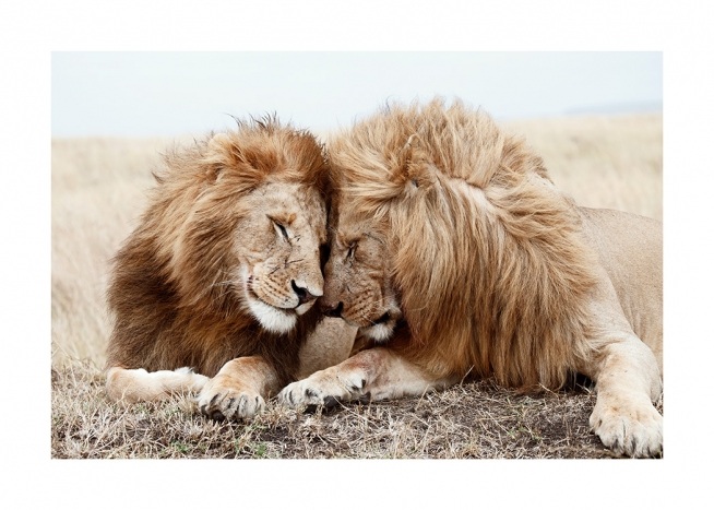 Lion Brothers Juliste