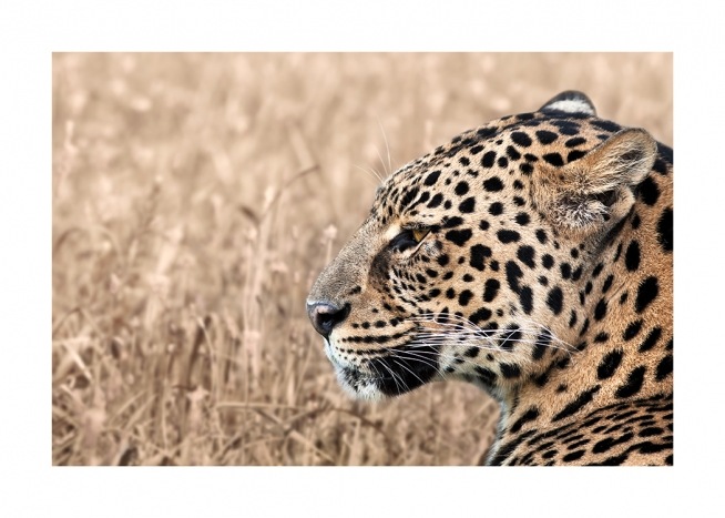Persian Leopard Juliste / Valokuvat Osoitteessa Desenio ab (12575)