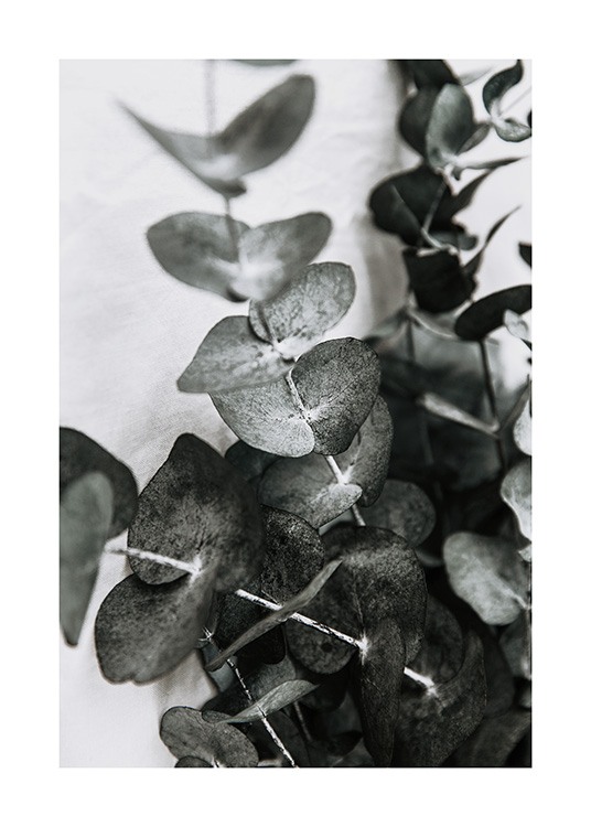  – Valokuva eukalyptuksenoksista ja vihreistä lehdistä vaaleanharmaalla taustalla