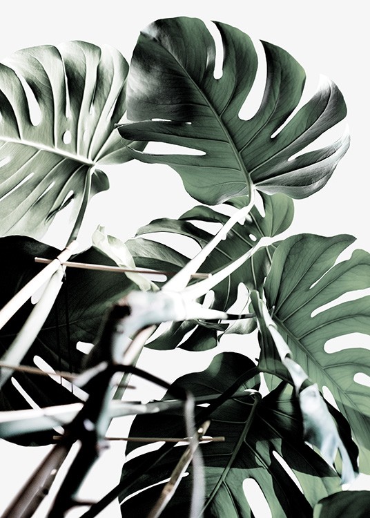 Monstera Cluster Juliste