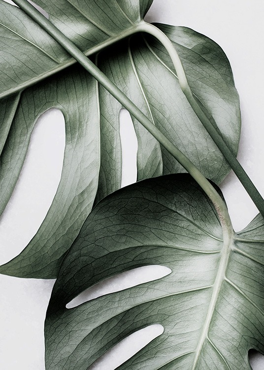 Monstera Pair Juliste