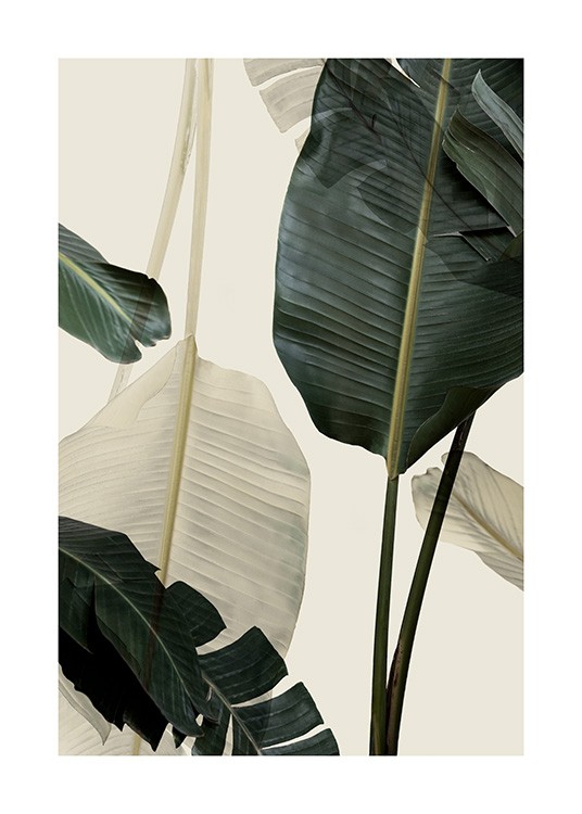 Banana Leaf Shades No1 Juliste