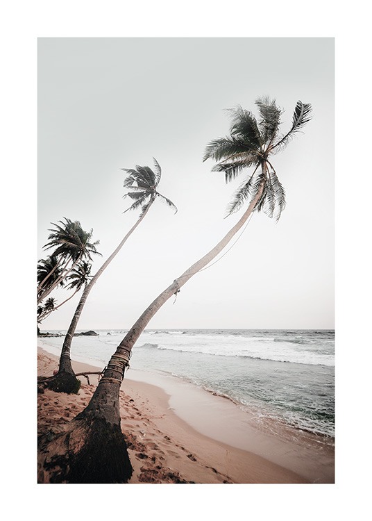  – Valokuva palmurivistä tuulessa rannalla valtameri taustanaan