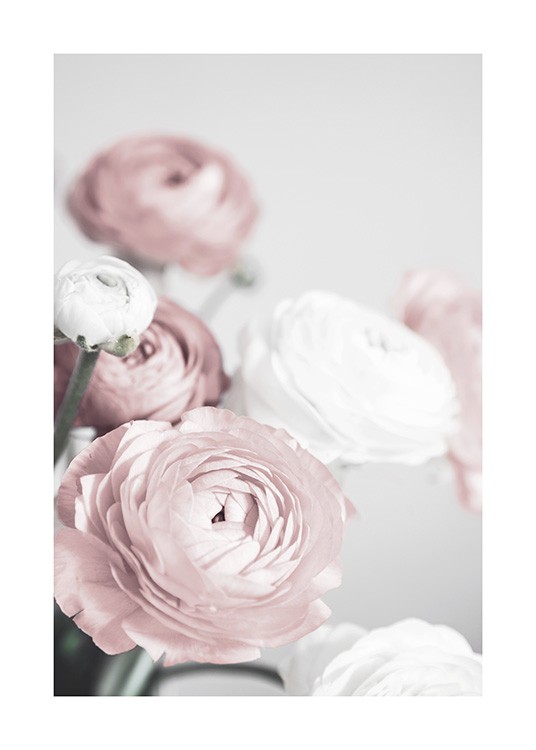 Lovely Roses Juliste