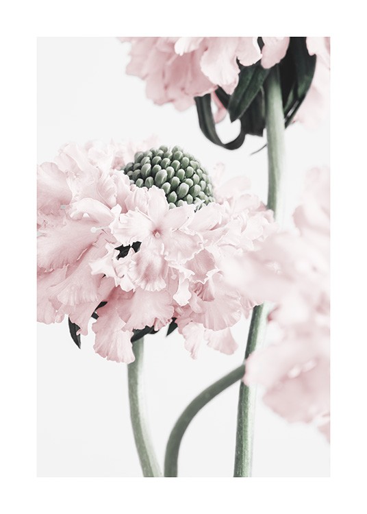Vibrant Flower Juliste / Valokuvat Osoitteessa Desenio ab (12658)