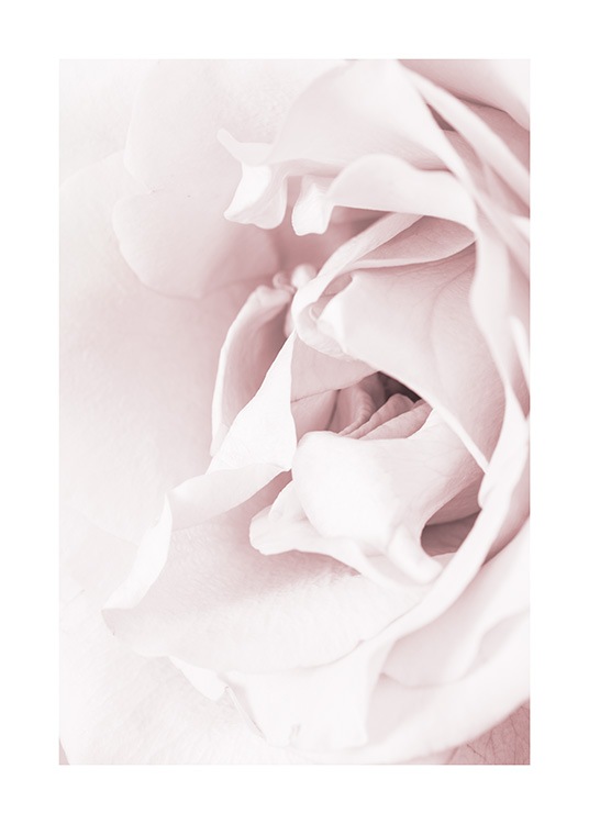 Blossoming rose Juliste / Valokuvat Osoitteessa Desenio ab (12659)
