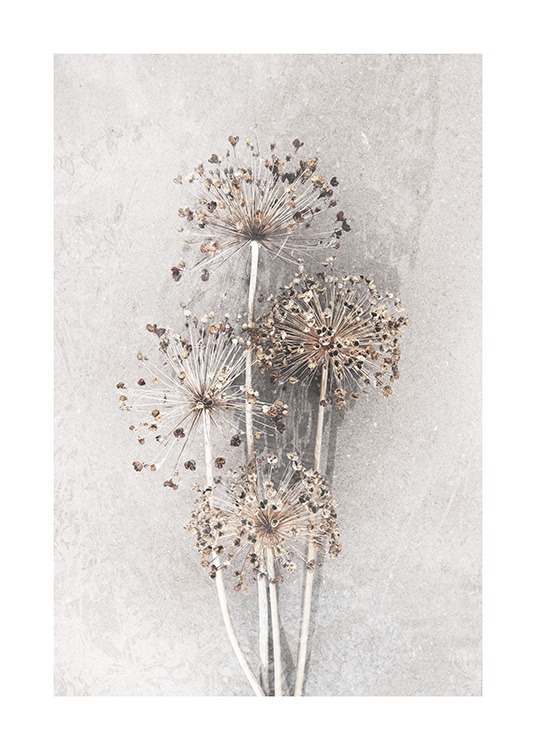 Dried Allium Flowers No2 Juliste