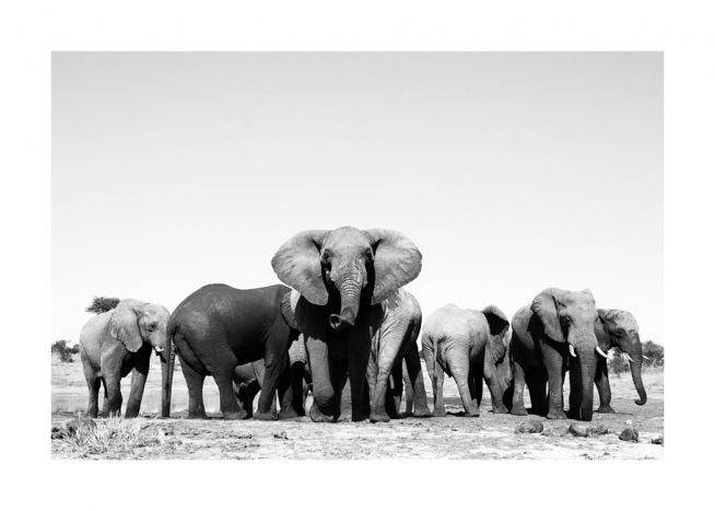 Elephant Hord Juliste