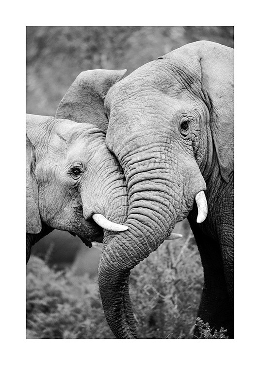 Elephant Friends Juliste