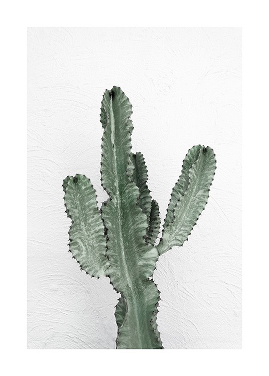 Cactus Facade Juliste / Valokuvat Osoitteessa Desenio ab (13008)