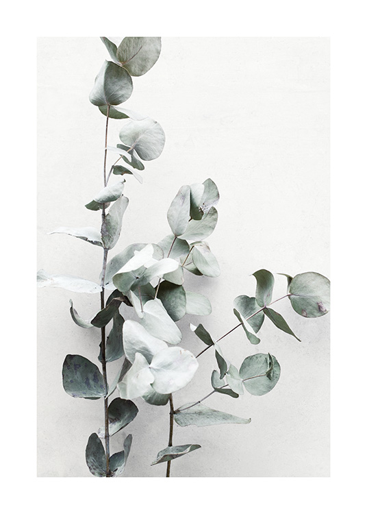 Valokuva eukalyptuksen oksista vasten vaaleanharmaata seinää